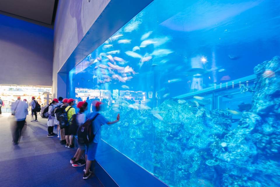 鳥羽水族館の大水槽。青い水槽を泳ぐ魚を子どもたちが眺めている